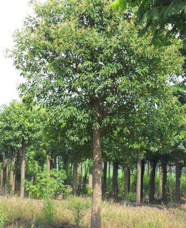 【成都绿化工程高杆女贞*** 庭院小区树木高杆女贞树四季常青】价格_