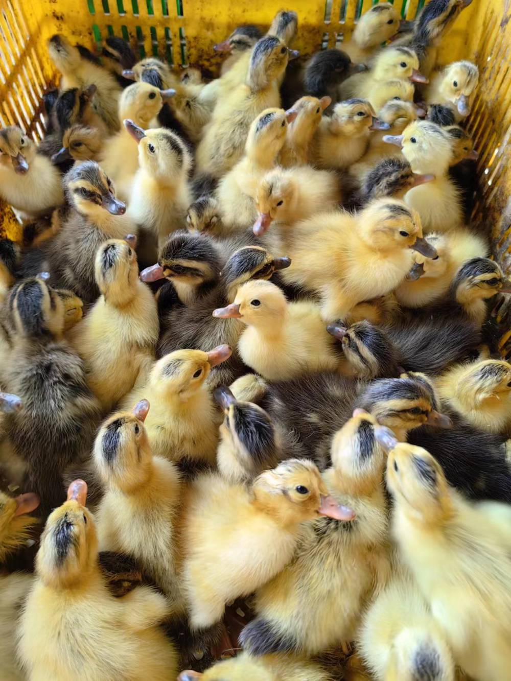 永联牧业鸭苗多蛋鸭苗绿壳多蛋鸭苗金定多蛋鸭苗江南四号多蛋鸭苗已打