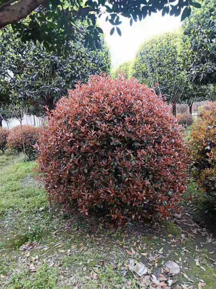 成都温江红叶石楠球价格红叶石楠球农户价格便宜红叶石楠球