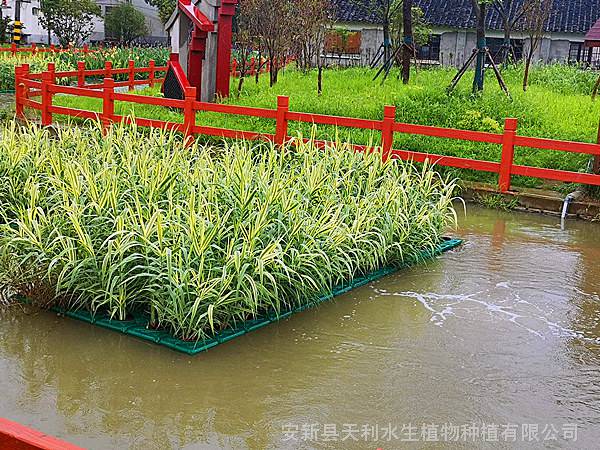 人工生态浮岛技术,安装简便牢固,水体绿化浮岛