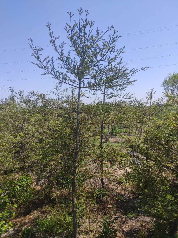 经过多年的经营与发展,中山杉苗圃占地三千六十百