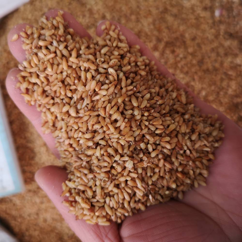 柏子仁霜的药用价值柏子仁霜的主治功效柏子仁霜的配伍禁忌