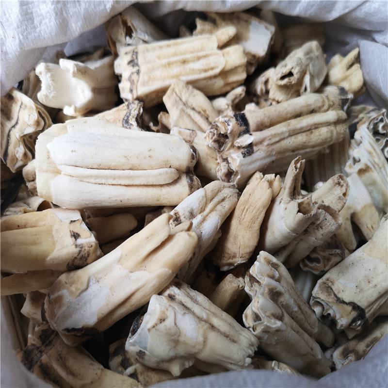 正宗牛齿多少钱牛牙全国供应