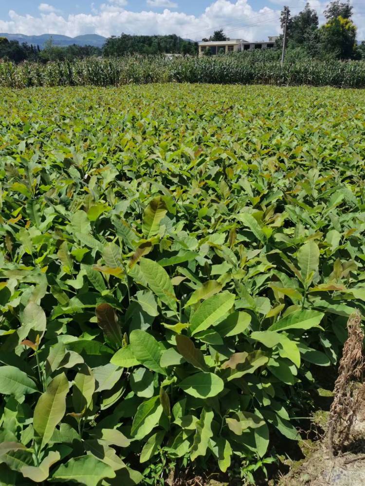 中草药厚朴树苗落叶乔木厚朴树苗园林绿化厚朴树苗报价