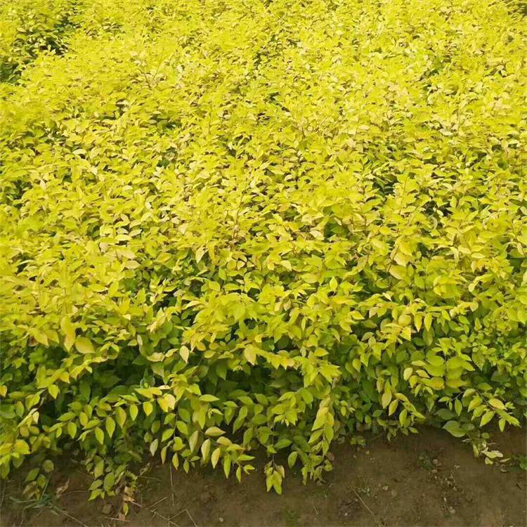 出售金叶榆篱绿篱色块苗木庭院公园工程行道风景绿化苗木