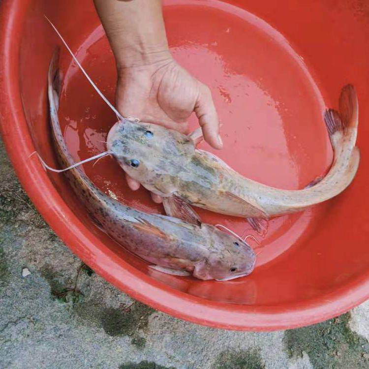 宜阳镇鱼苗图片】广东清远采购西江鱼苗,哪里有鱼苗买?