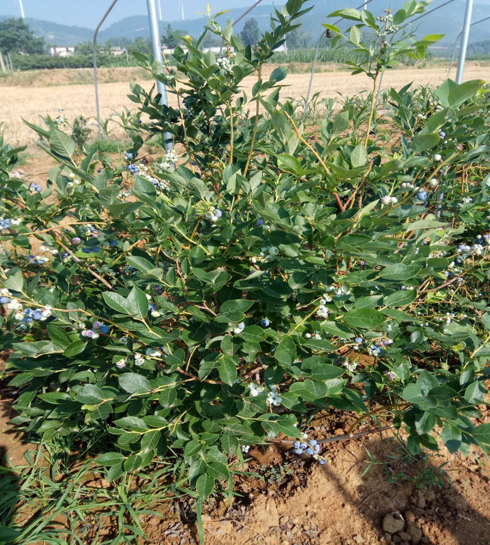 春高蓝莓苗桃苗高产蓝莓树苗树干变黑色实应性好