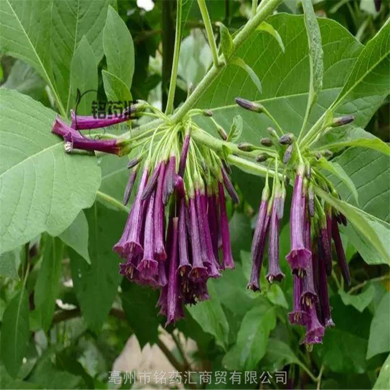 【來源】藥材基源:為茄科植物白曼陀羅和毛曼陀羅的果實或種子.