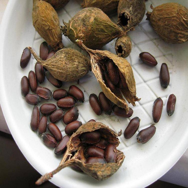 出售腊梅种子,腊梅种子,腊梅种子***