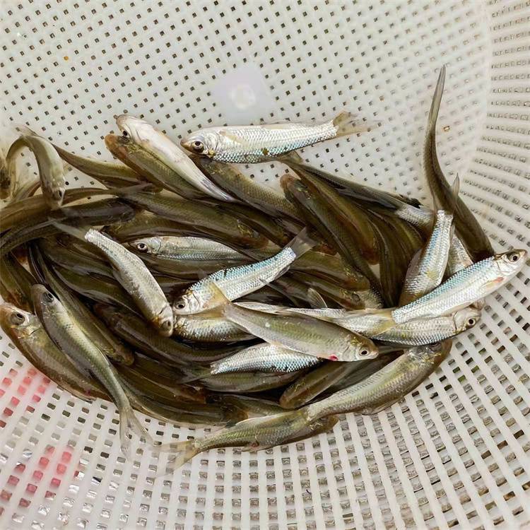 2022鯪魚苗水花土鯪魚麥鯪魚公分苗幼苗鮮活供應