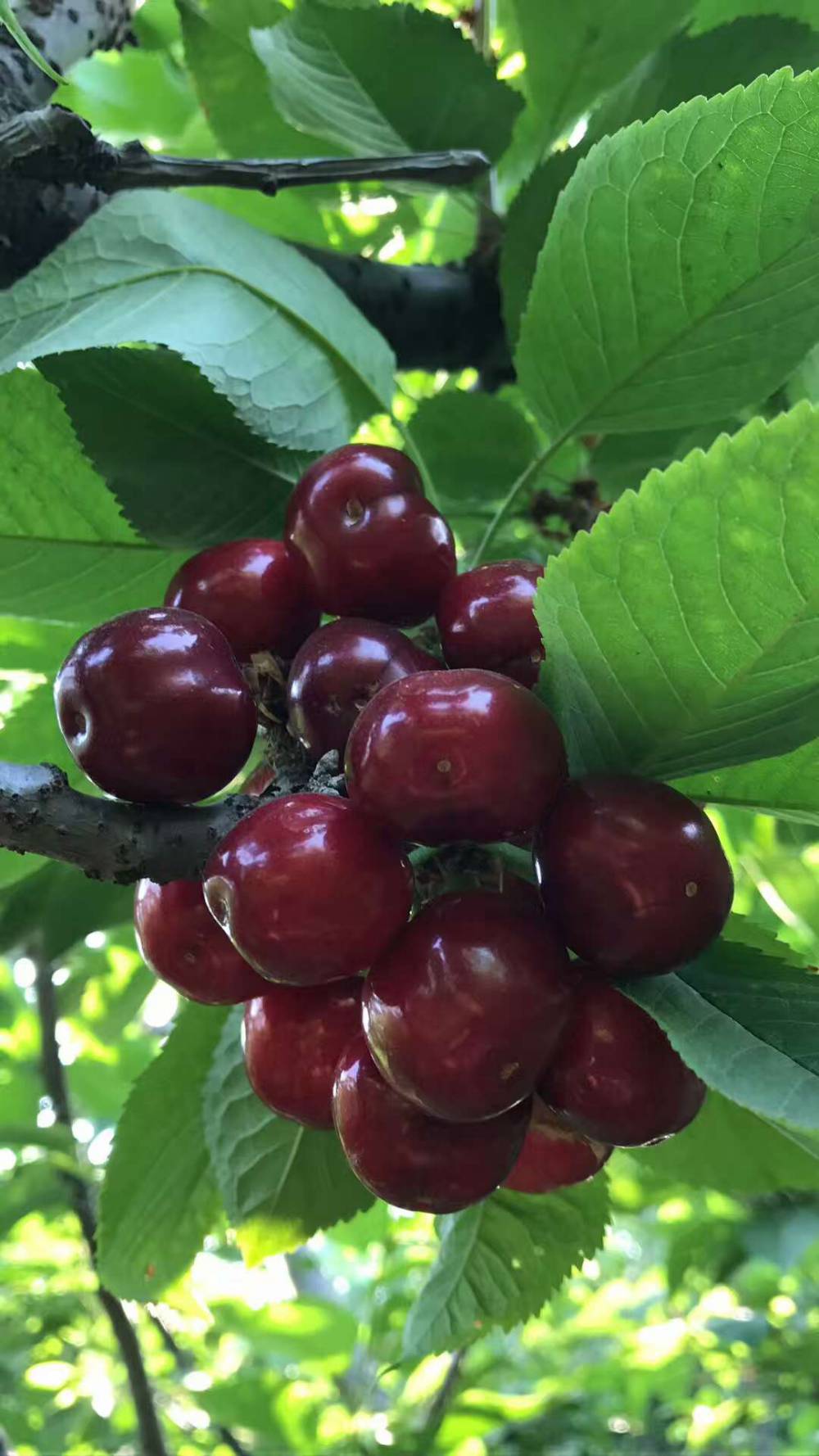 布鲁克斯樱桃苗技术详解黄蜜樱桃苗技术详解