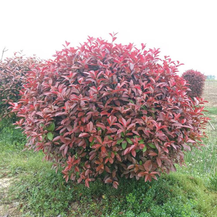 1米红叶石楠球四季常青冠幅饱满花镜花坛绿篱用苗雨翔苗木