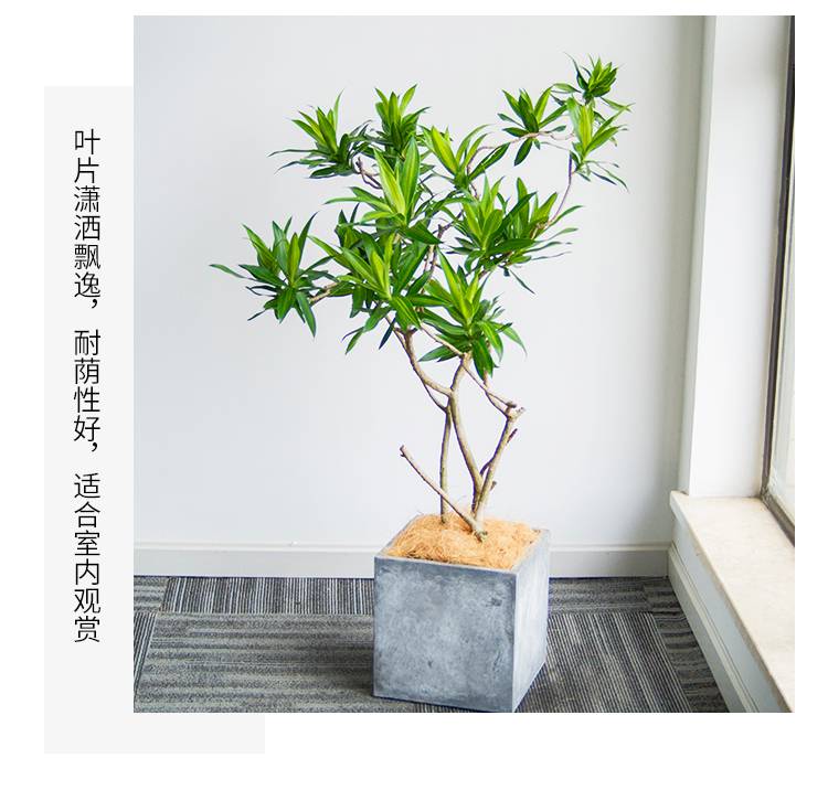 百合竹办公室客厅网红植物室内装饰净化空气富贵竹绿植盆栽矮藤编盆