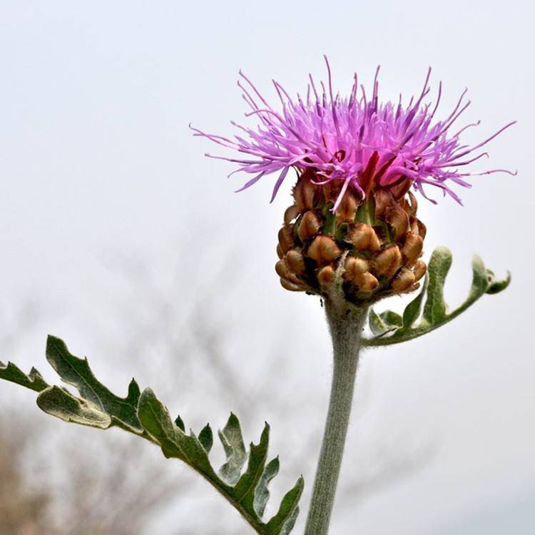漏芦提取物斯诺特可寄小样水提喷雾干燥工艺固体饮料原料粉