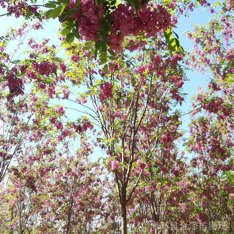 18公分香花槐 苗木基地 冠幅饱满 多种规格