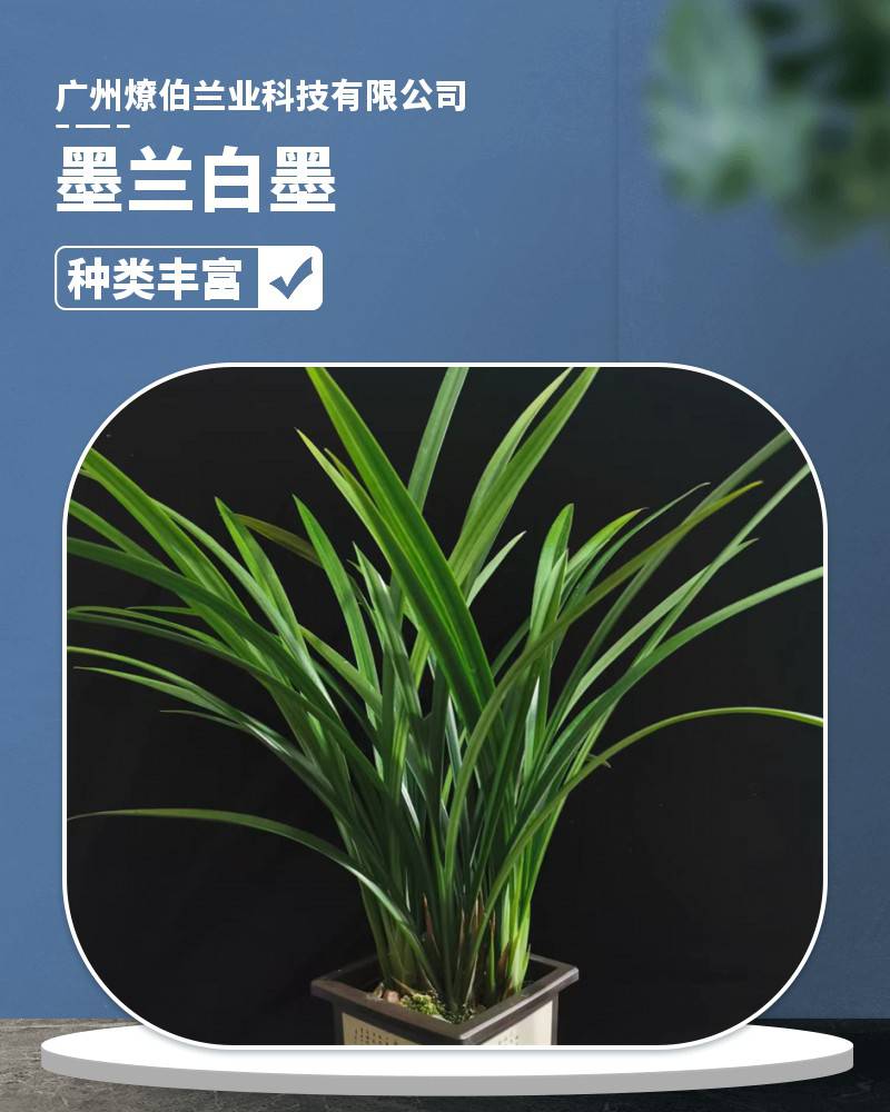【燎伯兰业 室内花园装饰花卉 清香扑鼻绿植建兰 墨兰白墨】价格_厂家