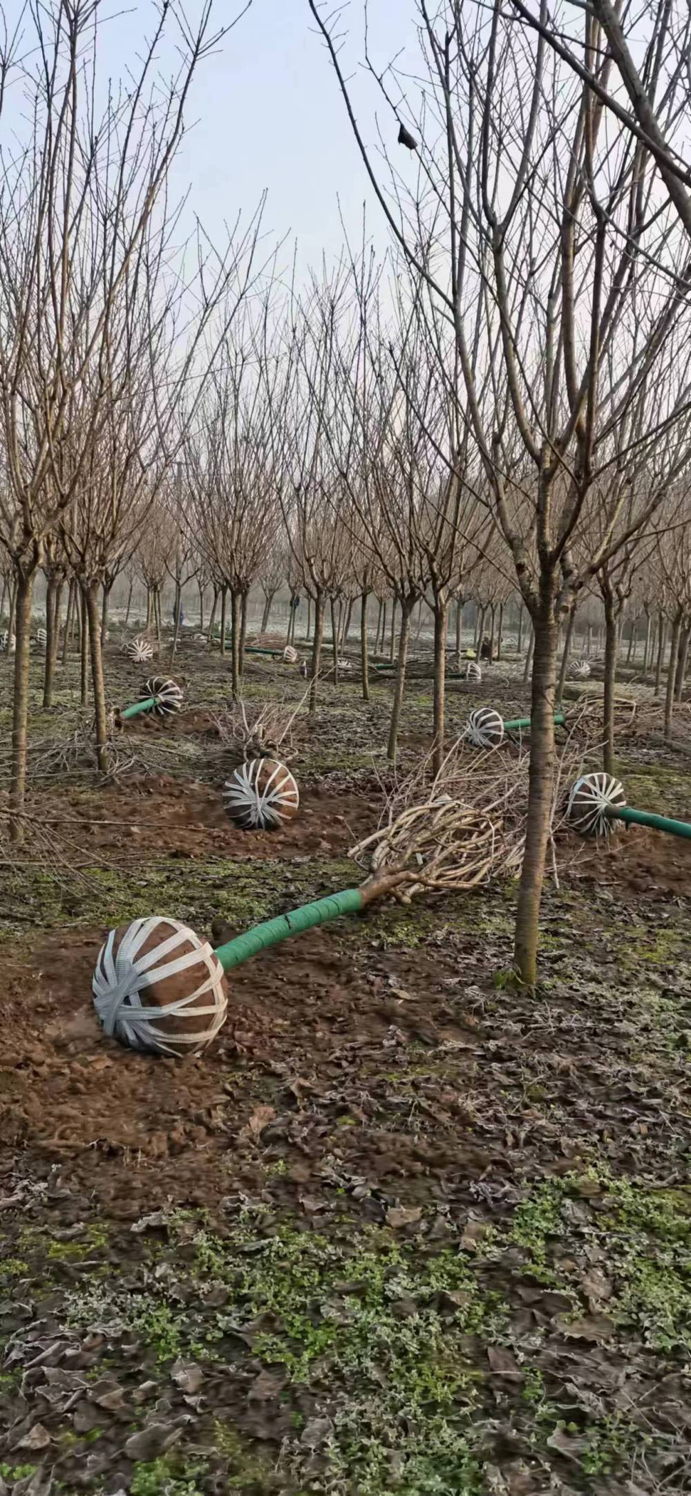 8一10公分晚樱花 早樱5