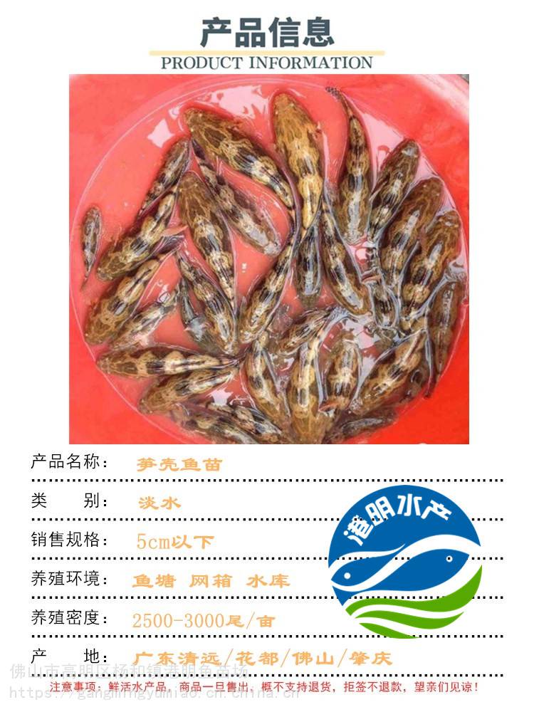 【【西江竹壳鱼苗批发】泰种笋壳鱼苗 沙塘鳢鱼苗 养殖效益高】价格