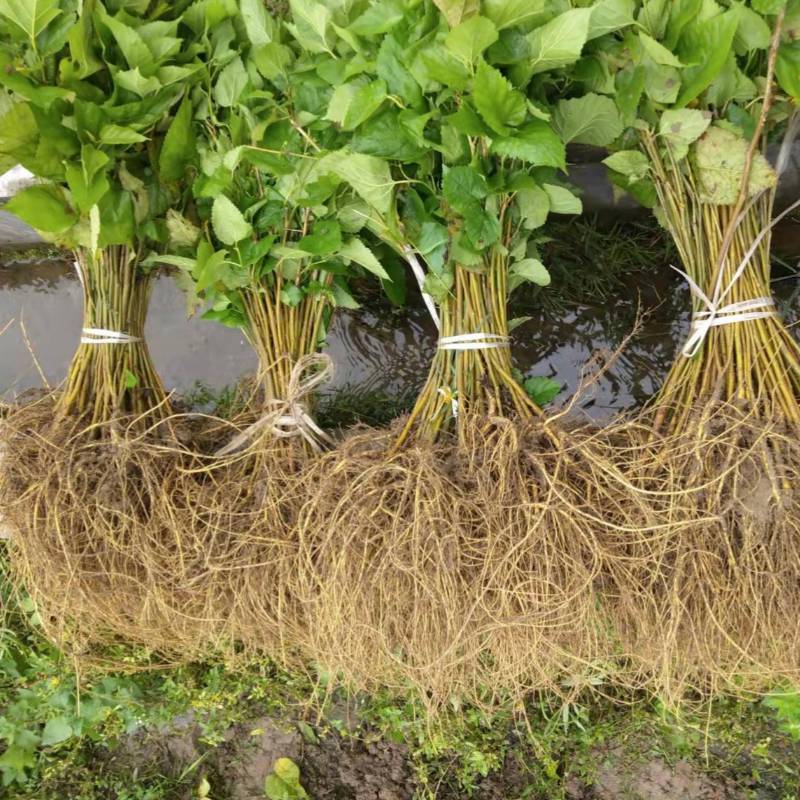 广西杂交桑树苗桂桑5号桑苗2030cm高养蚕蛋白桑畜牧饲料桑苗