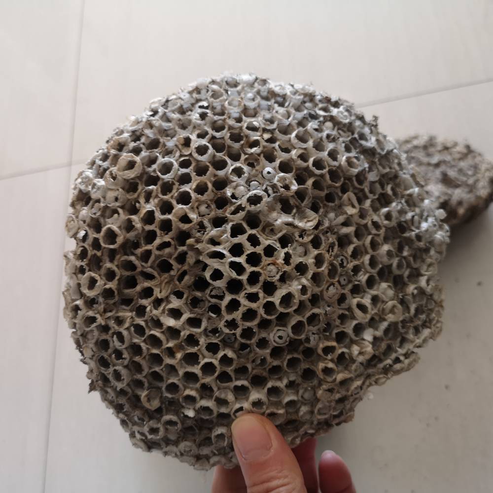 露蜂房价格野蜂房价格家蜂房批发