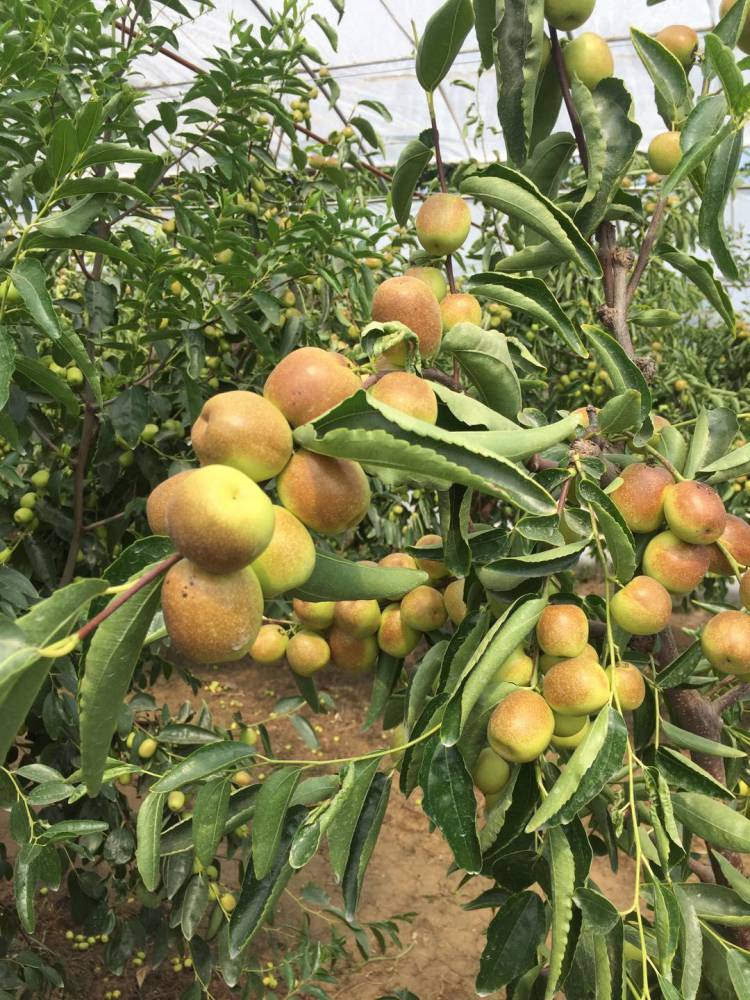 龙须枣树苗种植气候冬枣树苗哪里有