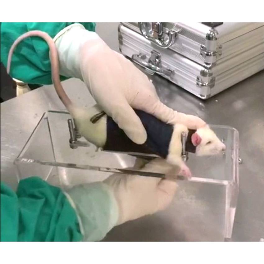 大鼠软体固定器针灸固定器大小鼠保定器