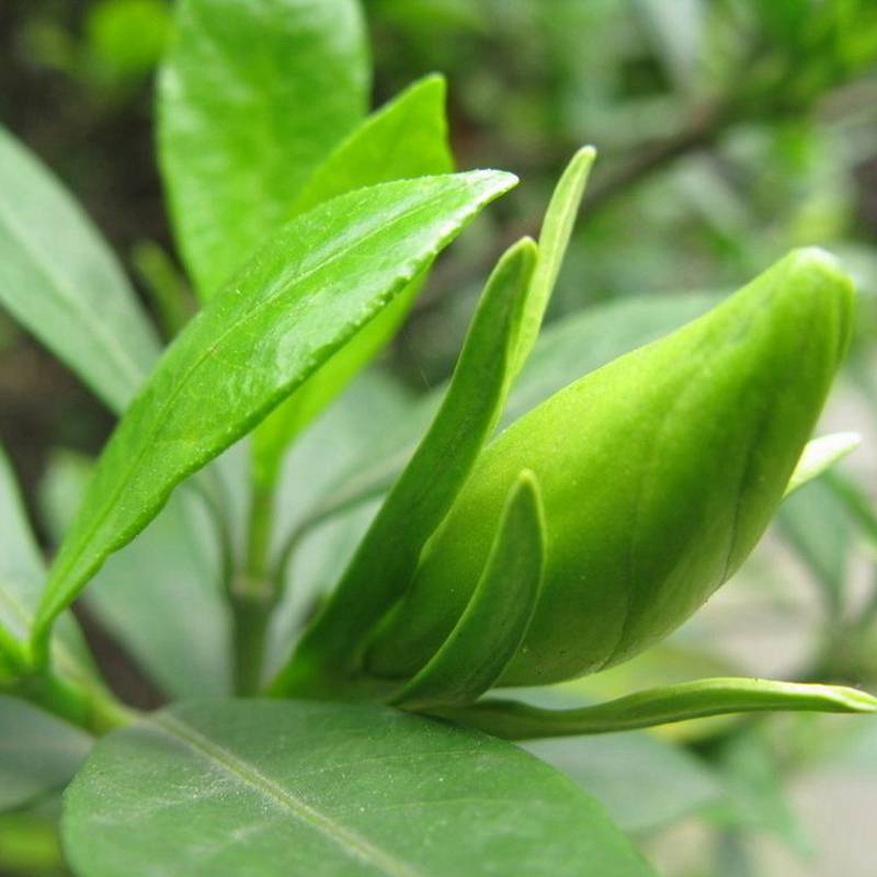 小叶雀舌栀子广东深圳高速公路绿化用的花木批发价格