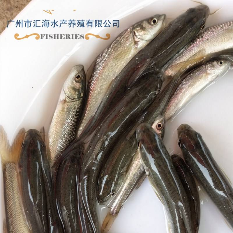 大鳞鲃银鳕鱼苗 银鳕鱼苗批发 汇海鱼苗