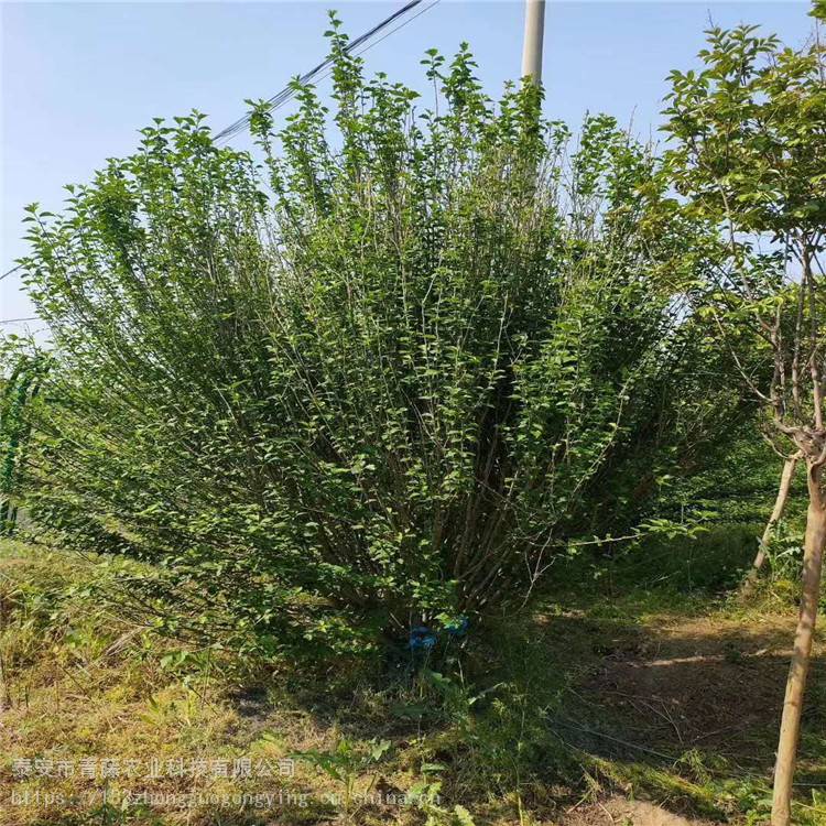 在園林中可做花籬式綠籬,孤植和叢植均可.