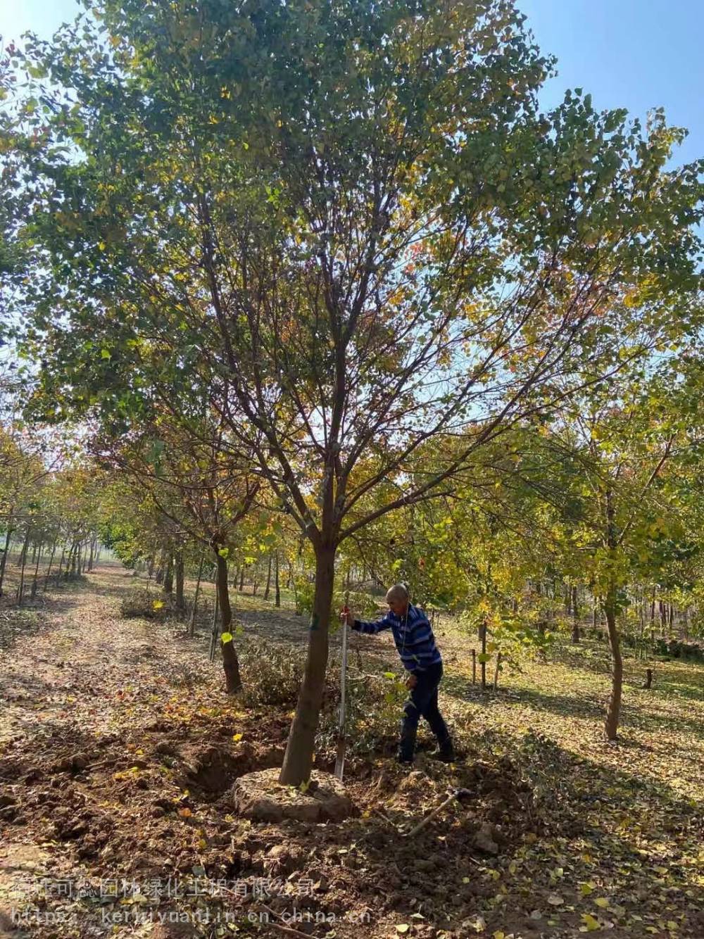 苗圃***11公分乌桕 12公分乌桕树价格 13公分乌桕