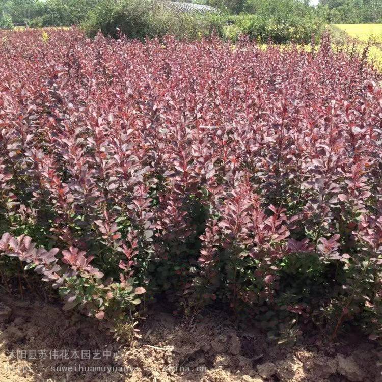 苏伟花木场40公分毛鹃四季常青小灌木绿篱色块拼栽价格 中国供应商