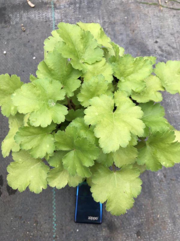 批发矾根小苗零售矾根小苗矾根大苗盆栽多年生耐寒草本花卉