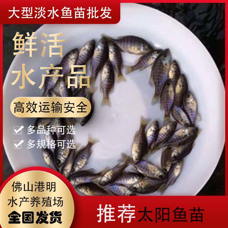 厂家***供销绿色太阳鱼苗__蓝鳃太阳鱼苗欢迎咨询及订购