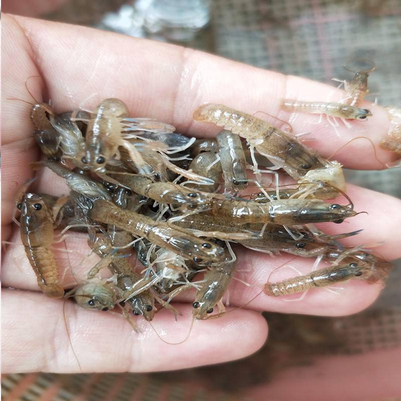 龙虾:养殖环境:淡水养殖生长周期:6