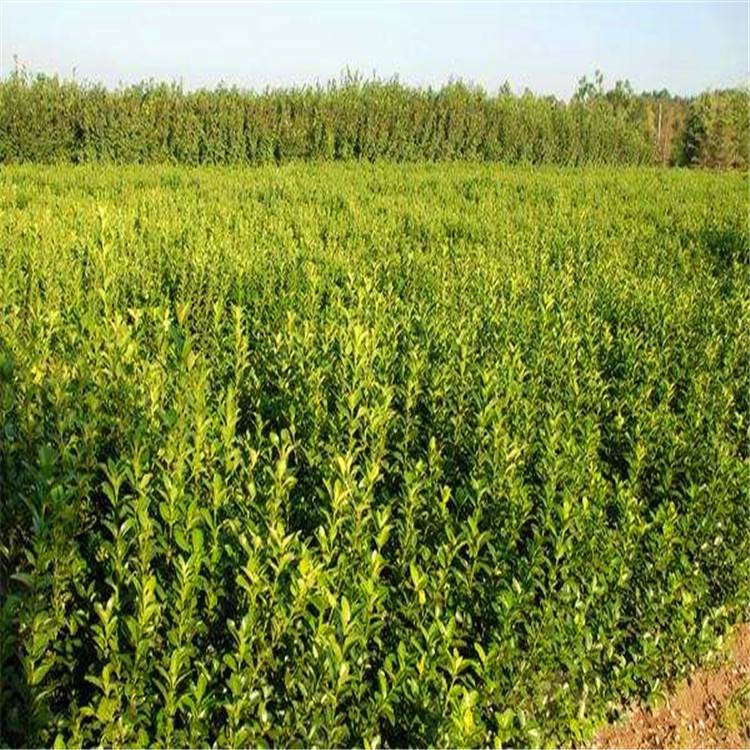 卫矛四季常青庭院绿篱植物工程绿化灌木耐寒抗旱卫矛