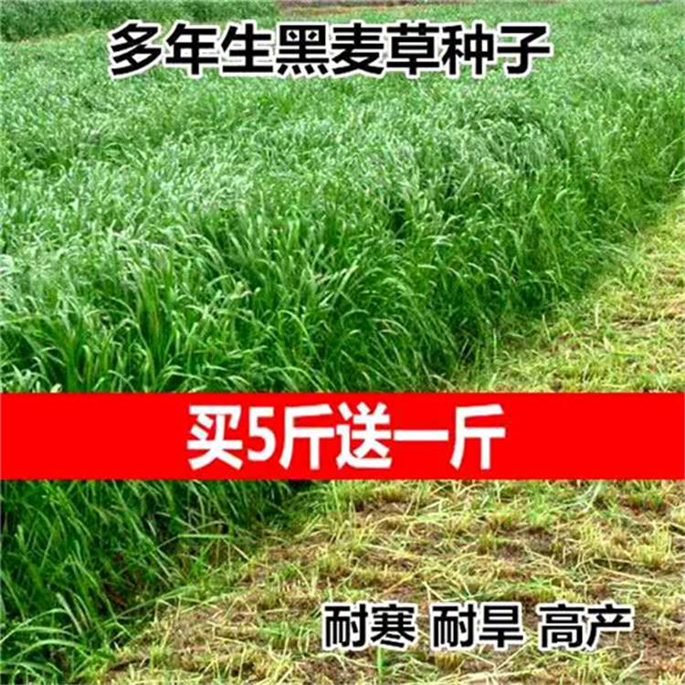 老芒麦种子规格型号就近仓库新疆经销批发