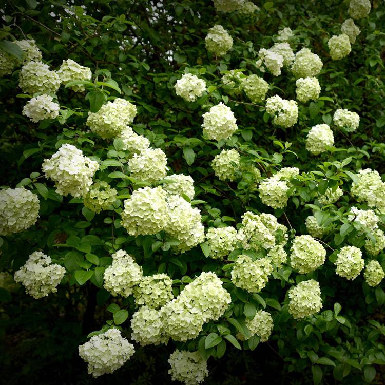 宁夏木绣球广场组摆花卉基地直发木绣球兴东花卉