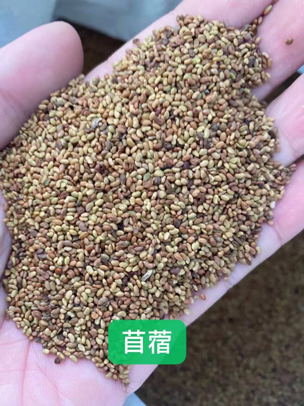 矮杆百日草混色混色花种子马蹄金草籽柏木种子小叶女贞