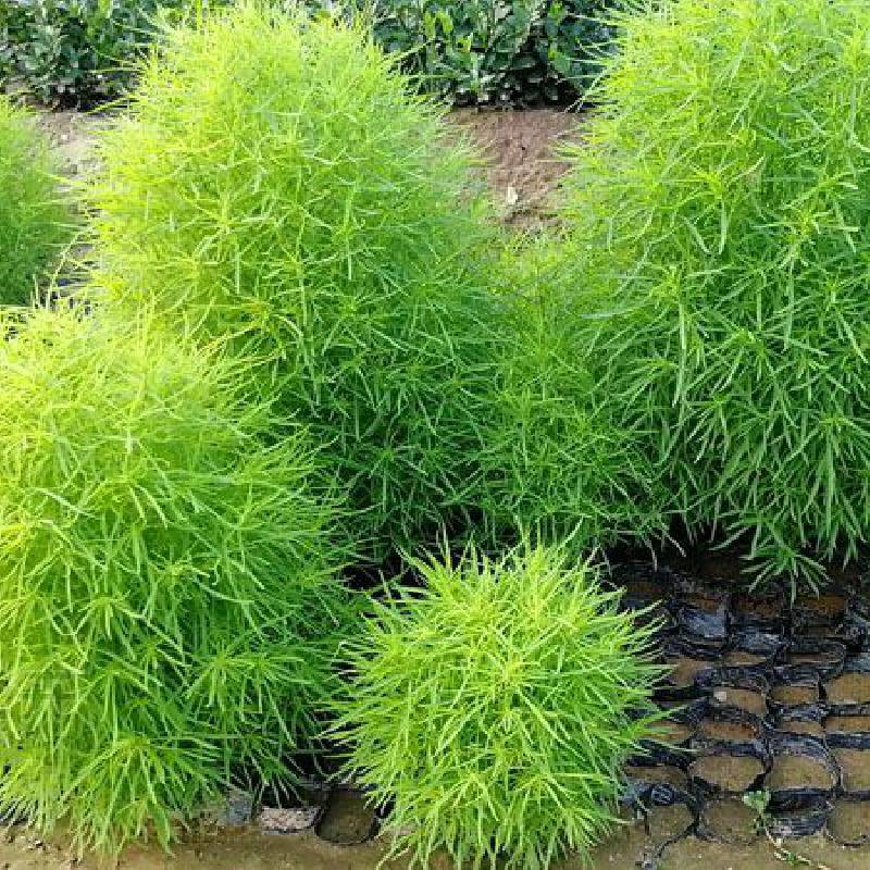 哪里有卖红叶地肤苗的山东红色地肤批发基地