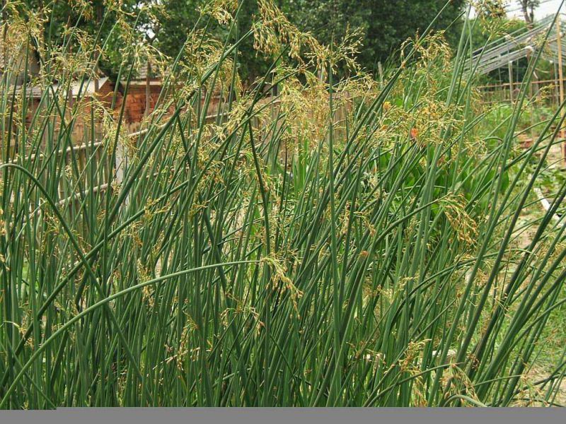 水葱东北水葱价格东北水葱基地