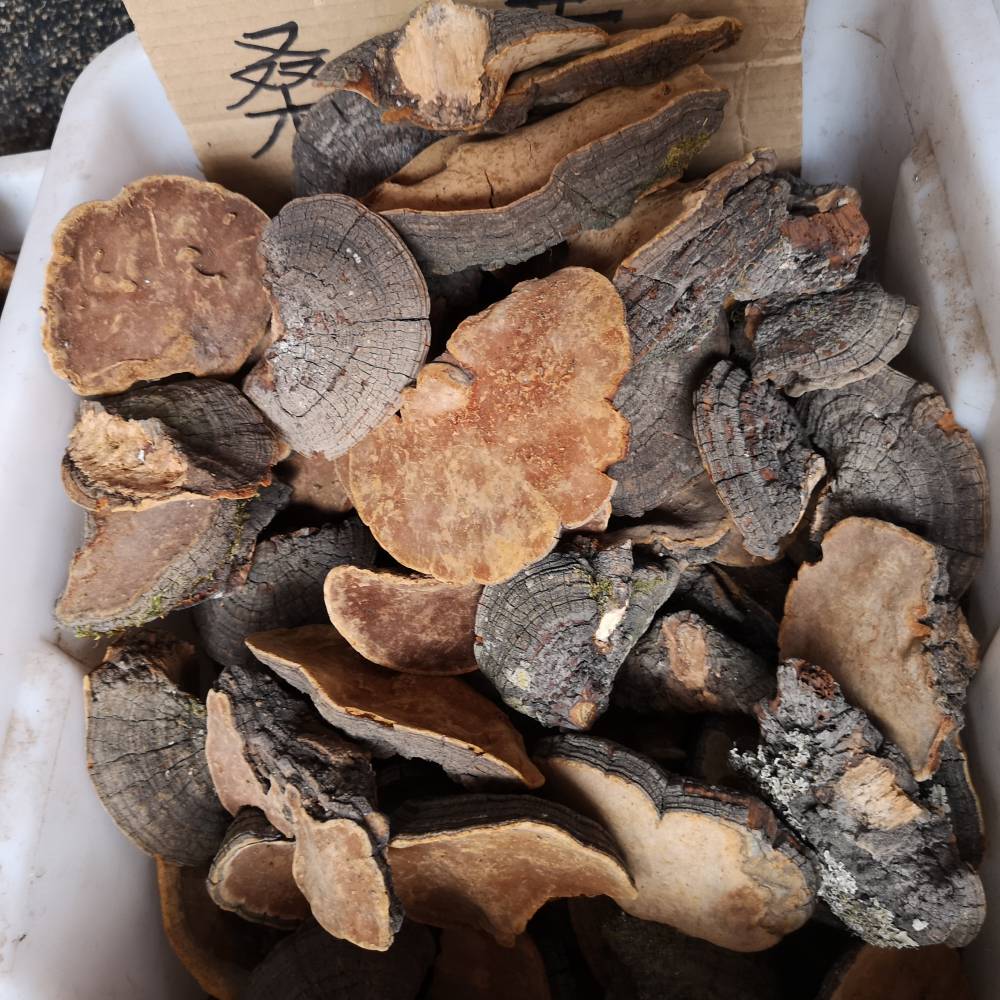 桑黄菇中药材桑黄菇的药用价值桑黄菇批发