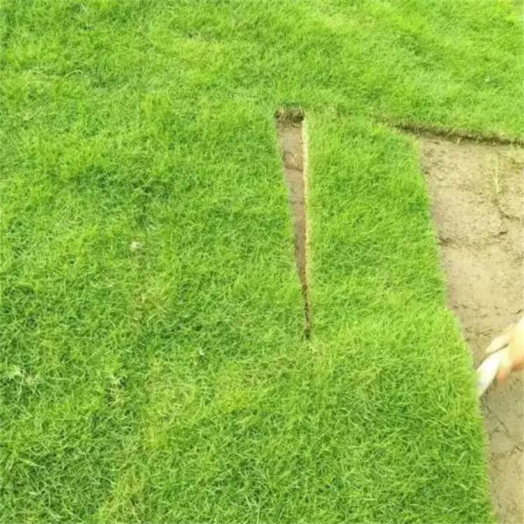 公路绿化草坪 广东马尼拉草 广场绿化草坪 再生性好