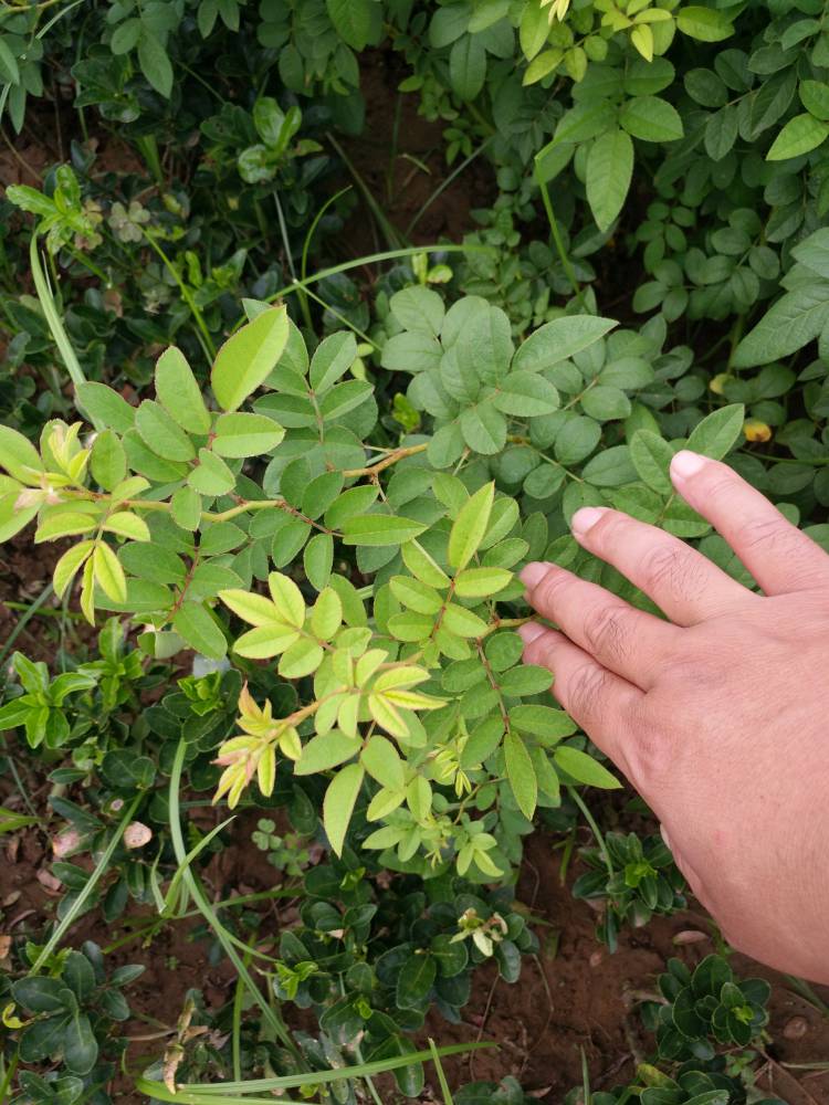 1米木香价格1米至15米高度黄木香多少钱盆栽木香