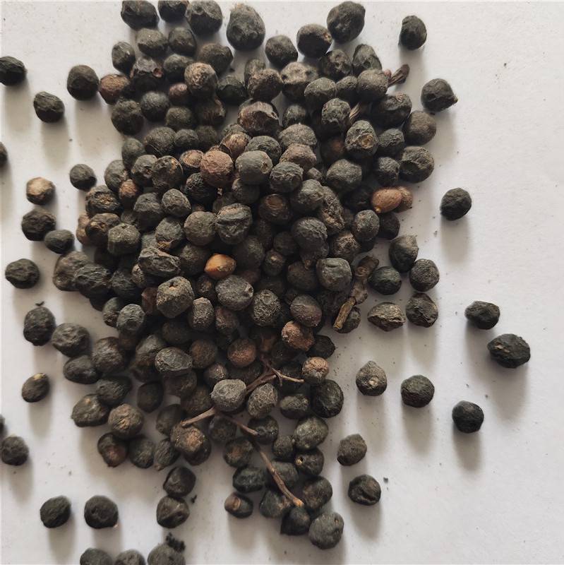 新采林木种子檀香种子发芽率高价格便宜批发价