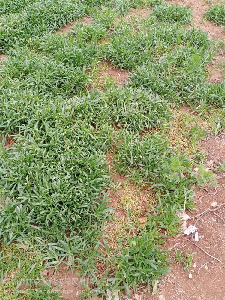 野菜种子面条菜种子野生面条菜种子常年益丰