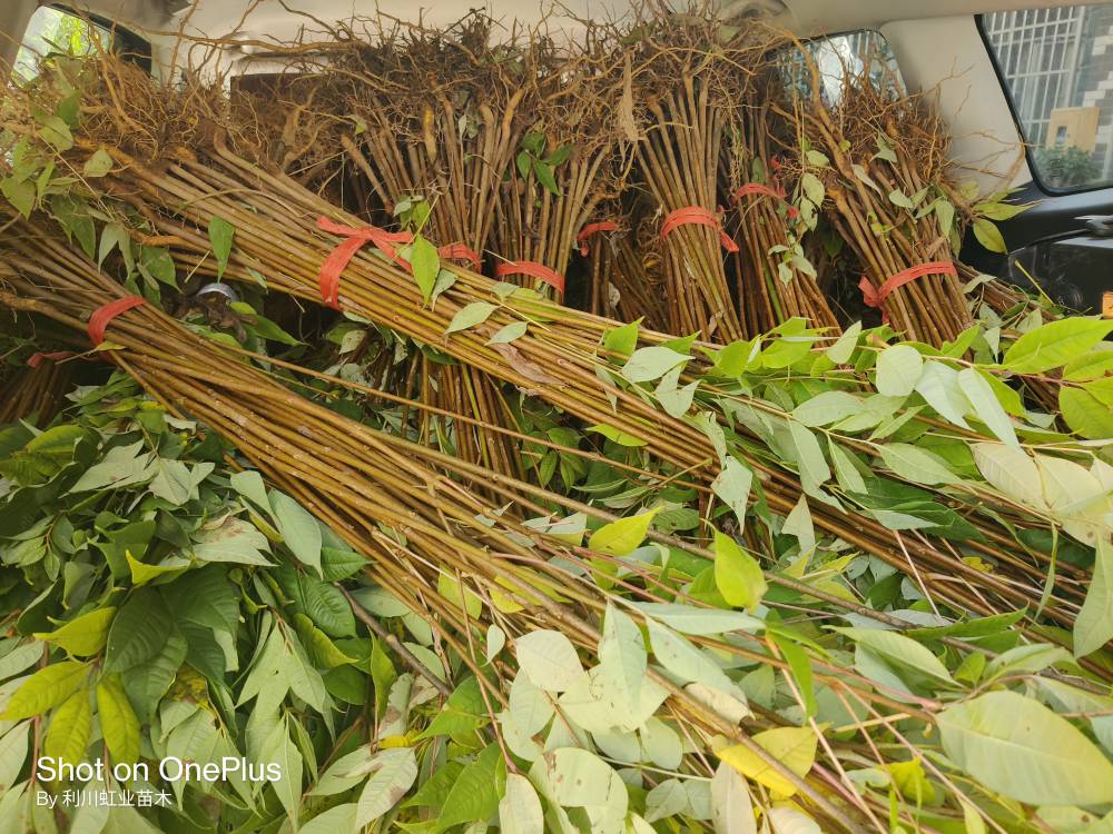 黄柏苗籽播一年生60公分左右黄柏苗图片