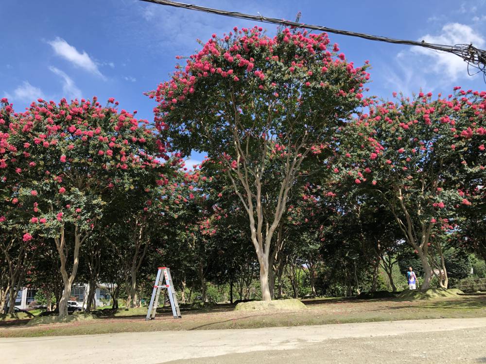 树叶园林供应d1825cm紫薇原生大红紫薇