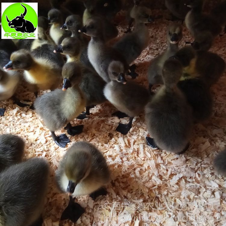 鹅养殖孵化场正宗大种广西合浦黑狮头鹅苗批发多少钱一只价格新行情