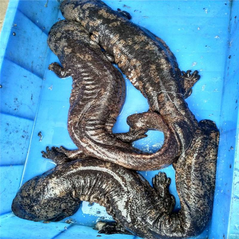 贵州娃娃鱼批发娃娃鱼苗大娃娃鱼苗大鲵苗