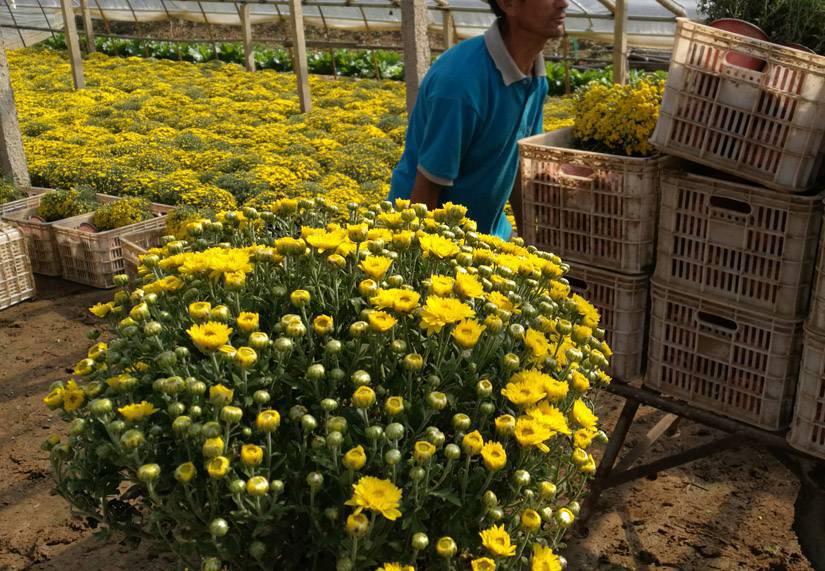 盆栽秋菊花小苗批发北京九月菊花国庆菊花河北菊花造型基地菊花盆苗